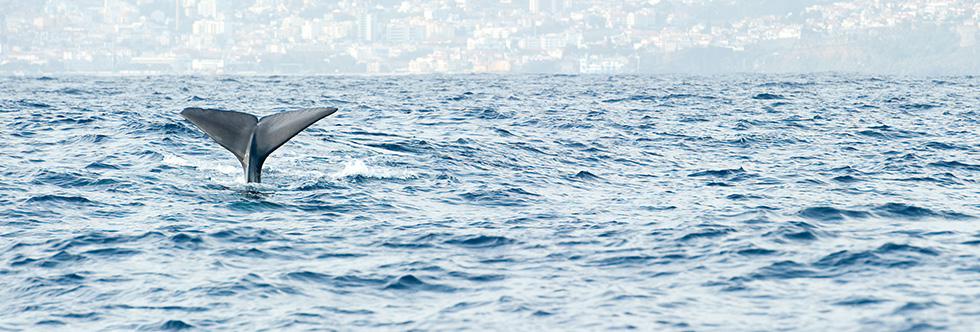 guide-vacances-madère-itinéraire-baleine
