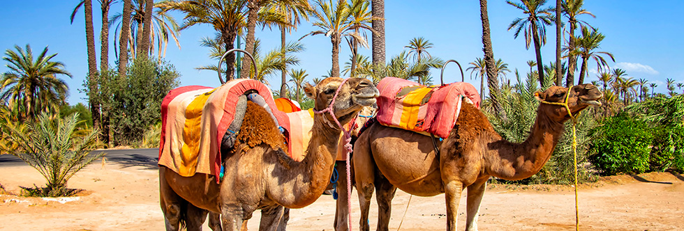 guide-vacances-marrakech-itineraire-palmeraie-dromadaire
