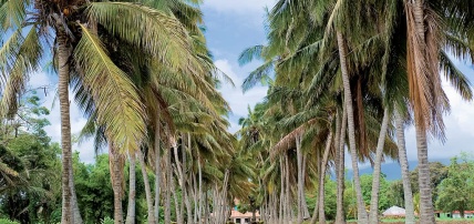 Hôtel & Spa Carayou 3* avec excursions incontournable Martinique incluses, Séjour Antilles, Martinique par Ôvoyages Hôtel & Spa Carayou 3* avec excursions incontournable Martinique incluses, Séjour Antilles, Martinique par Ôvoyages