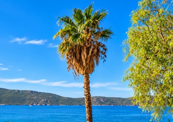 Hôtel Bodrum Holiday Resort & Spa 5* Hôtel Bodrum Holiday Resort & Spa 5* - photo 4