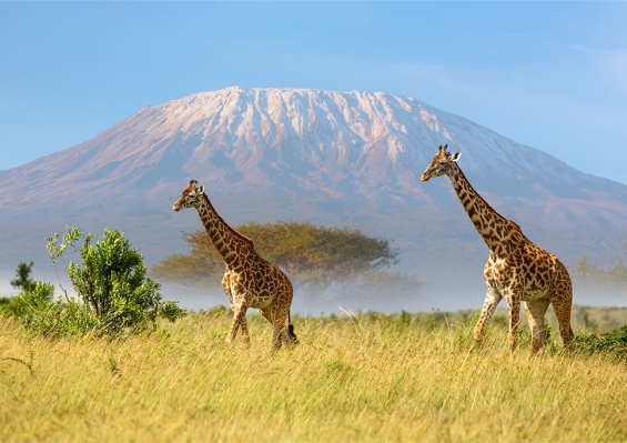 Hôtel Diamonds Mapenzi 4* + Safari 1 nuit Hôtel Diamonds Mapenzi 4* + Safari 1 nuit