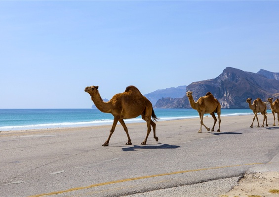 Hôtel Grand Hyatt Muscat 5* Hôtel Grand Hyatt Muscat 5*