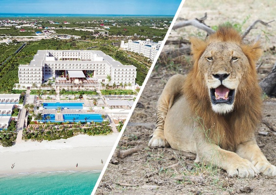 Combiné Riu Jambo 4* & Safari 2 nuits dans la réserve de Selous en avion Combiné Riu Jambo 4* & Safari 2 nuits dans la réserve de Selous en avion