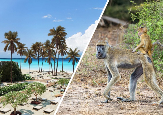 Hôtel Jaz Aurora Beach 5* + Safari 2 nuits en avion Hôtel Jaz Aurora Beach 5* + Safari 2 nuits en avion