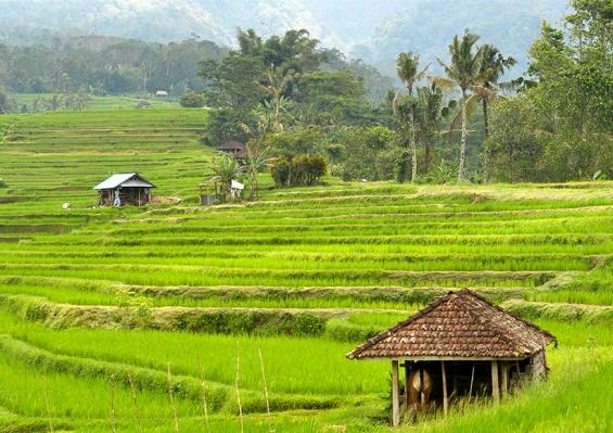 Circuit Irrésistible Bali 3* & 4* Circuit Irrésistible Bali 3* & 4*