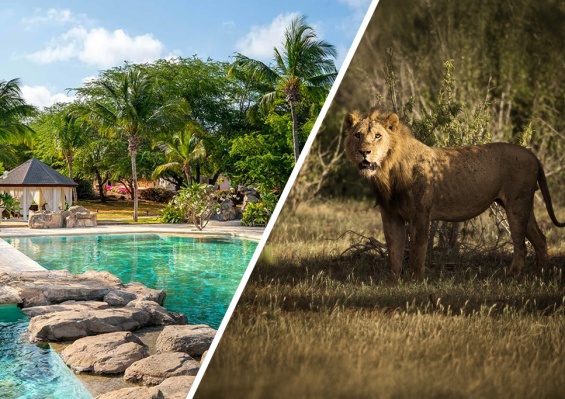 Ôcombiné - Lion In The Sun Boutique & Spa 4* & Safari 1 nuit Ôcombiné - Lion In The Sun Boutique & Spa 4* & Safari 1 nuit - photo 1