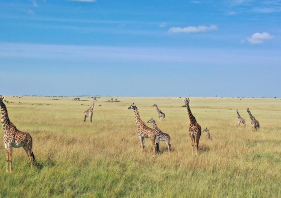 Combiné Safari Kenya : Tsavo, Naivasha, Lac Naivasha et Amboseli & Leopard Beach Resort 5* Combiné Safari Kenya : Tsavo, Naivasha, Lac Naivasha et Amboseli & Leopard Beach Resort 5*
