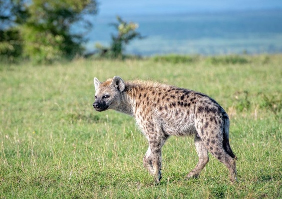 Combiné Safari Kenya de la vallée du Grand Rift à Masai Mara & Leopard Beach Resort 5* Combiné Safari Kenya de la vallée du Grand Rift à Masai Mara & Leopard Beach Resort 5*