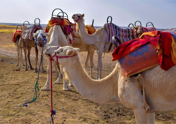 Circuit Marrakech & Désert de Merzouga by Ôvoyages Circuit Marrakech & Désert de Merzouga by Ôvoyages
